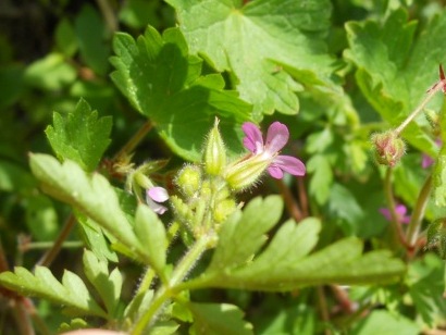 Geranium purpureum